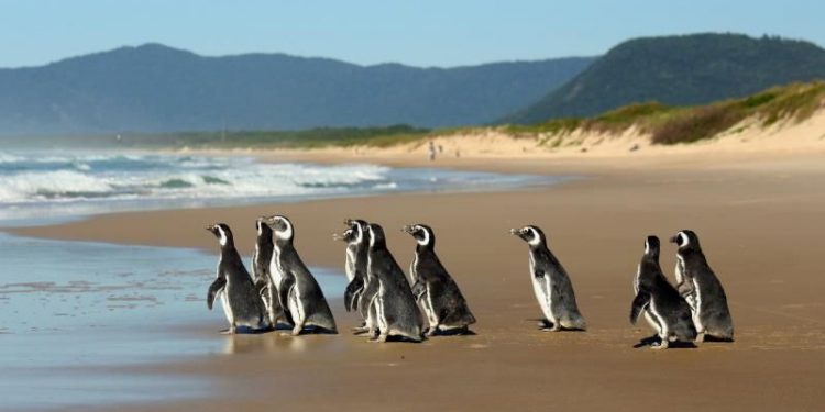 BRASIL RESCATÓ ESTE AÑO EN SUS PLAYAS 5.597 PINGÜINOS VARADOS