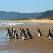 BRASIL RESCATÓ ESTE AÑO EN SUS PLAYAS 5.597 PINGÜINOS VARADOS