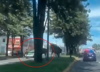 CAPTAN MOMENTO EN QUE PATRULLA DE LA GUARDIA NACIONAL ATROPELLA A ANCIANA