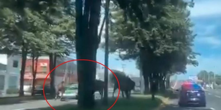 CAPTAN MOMENTO EN QUE PATRULLA DE LA GUARDIA NACIONAL ATROPELLA A ANCIANA