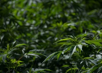 EMPRESAS MEXICANAS CONSTITUYEN EL CONSEJO CANNÁBICO NACIONAL