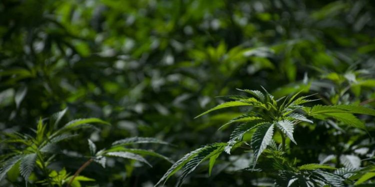 EMPRESAS MEXICANAS CONSTITUYEN EL CONSEJO CANNÁBICO NACIONAL