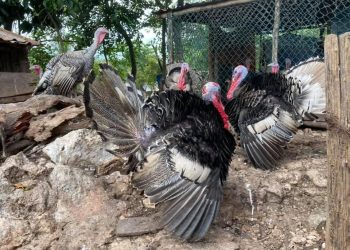 PAVOS DE PATIO, OPCIÓN PARA LA CENA DE NOCHEBUENA EN LA ZONA MAYA