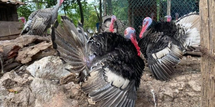PAVOS DE PATIO, OPCIÓN PARA LA CENA DE NOCHEBUENA EN LA ZONA MAYA
