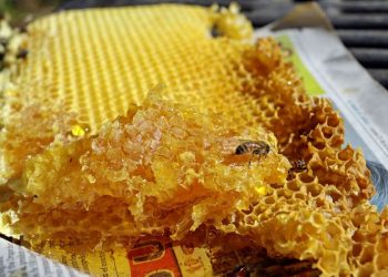 LA MIEL GANA PESO COMO SUSTENTO ECONÓMICO EN PUEBLOS OLVIDADOS DE MÉXICO