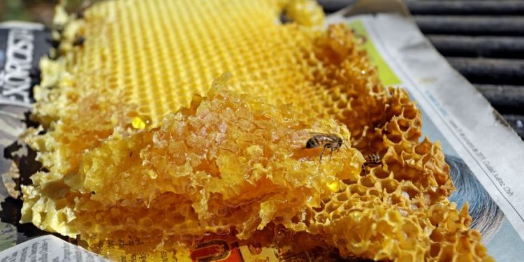 LA MIEL GANA PESO COMO SUSTENTO ECONÓMICO EN PUEBLOS OLVIDADOS DE MÉXICO