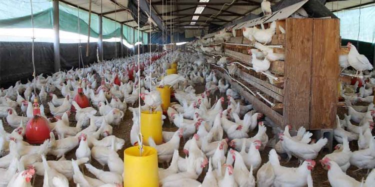 MÉXICO REPORTA CRECIMIENTO DEL 2 % EN INDUSTRIA AVÍCOLA EN 2019