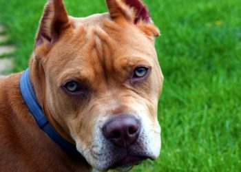 PITBULL ATACA A NIÑO EN LA CARA, UN POLICÍA SALVA LA VIDA DEL MENOR