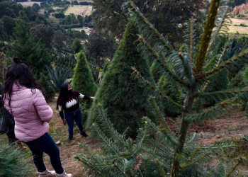 PRODUCTORES MEXICANOS PONEN EN VENTA MÁS DE 500.000 ÁRBOLES DE NAVIDAD