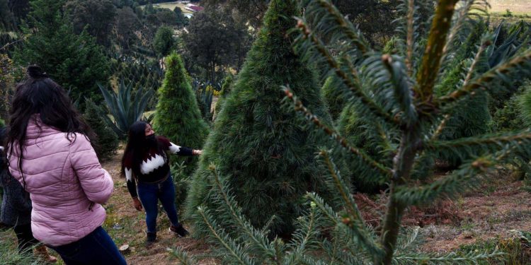 PRODUCTORES MEXICANOS PONEN EN VENTA MÁS DE 500.000 ÁRBOLES DE NAVIDAD