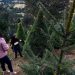 PRODUCTORES MEXICANOS PONEN EN VENTA MÁS DE 500.000 ÁRBOLES DE NAVIDAD
