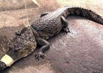 ¡OTRO COCODRILO!, CAPTURAN REPTIL DE 2 METROS EN MÉNDEZ