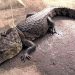 ¡OTRO COCODRILO!, CAPTURAN REPTIL DE 2 METROS EN MÉNDEZ