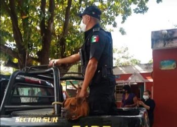 ARRESTAN EN MÉRIDA A UN PERRO POR MATAR A UN GATO