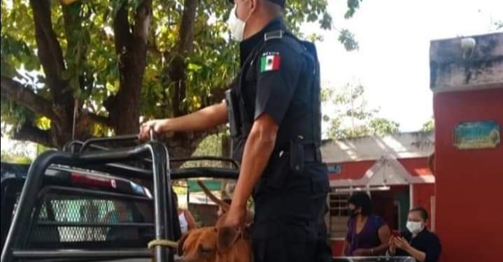 ARRESTAN EN MÉRIDA A UN PERRO POR MATAR A UN GATO
