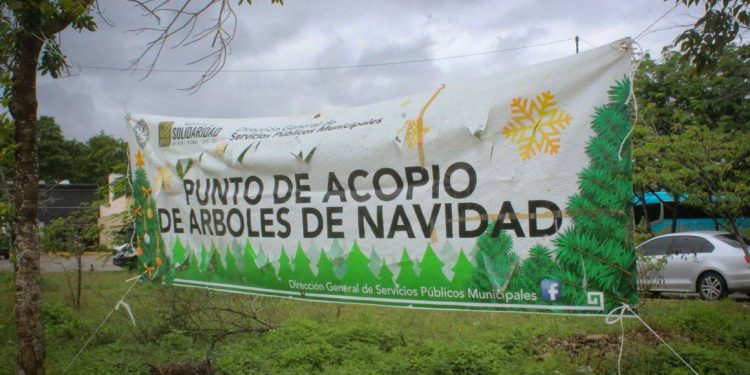 INSTALA SOLIDARIDAD CENTROS DE ACOPIO PARA ARBOLITOS NAVIDEÑOS