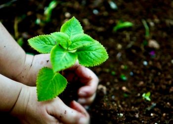 LLAMAN A PROTEGER LA RIQUEZA NATURAL DE QUINTANA ROO