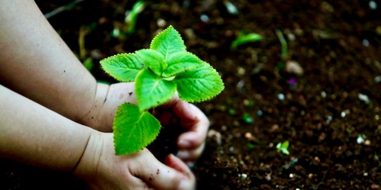 LLAMAN A PROTEGER LA RIQUEZA NATURAL DE QUINTANA ROO