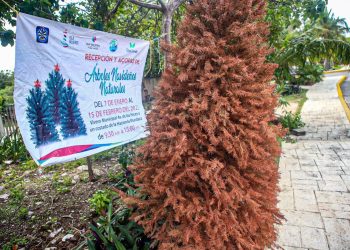 ABRE GOBIERNO DE ISLA MUJERES CENTRO DE RECEPCIÓN Y ACOPIO DE ÁRBOLES NAVIDEÑOS NATURALES