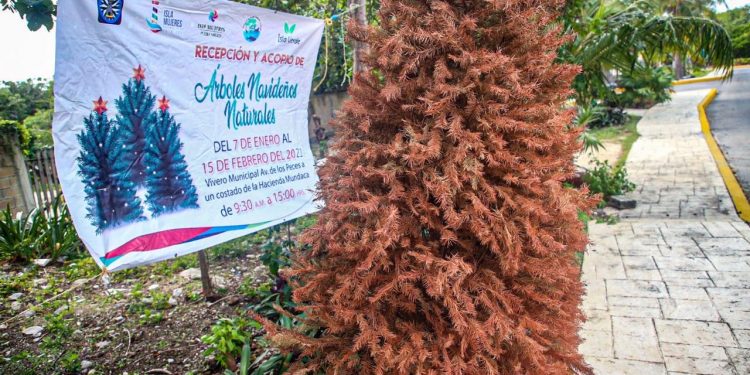 ABRE GOBIERNO DE ISLA MUJERES CENTRO DE RECEPCIÓN Y ACOPIO DE ÁRBOLES NAVIDEÑOS NATURALES