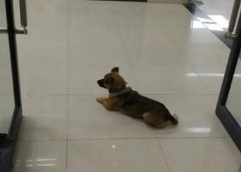 COVITO NUNCA ABANDONÓ A SU DUEÑO