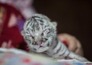 NACE TIGRESA BLANCA EN EL ZOOLÓGICO DE NICARAGUA