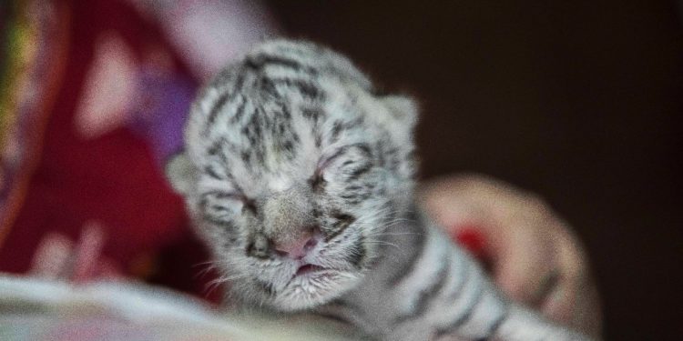 NACE TIGRESA BLANCA EN EL ZOOLÓGICO DE NICARAGUA