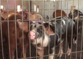 SE HAN IMPLEMENTADO OPERATIVOS ESPECIALES PARA VERIFICAR CARNE DE CERDO ANTE CONTAMINACIÓN POR ENFERMEDADES PULMONARES