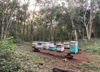 FLORECE ESPERANZA DE APICULTORES DE LA ZONA MAYA