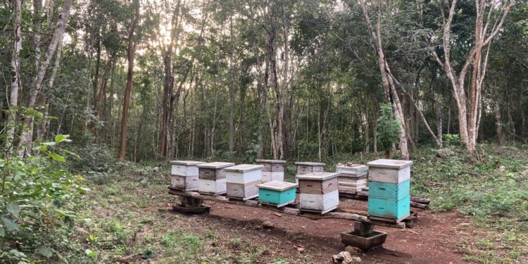 FLORECE ESPERANZA DE APICULTORES DE LA ZONA MAYA