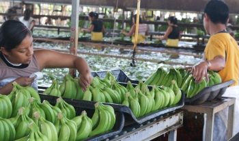 TABASCO, ENTRE LOS PRIMEROS TRES ESTADOS QUE GENERARON MÁS EMPLEOS EN 2020: SEDEC