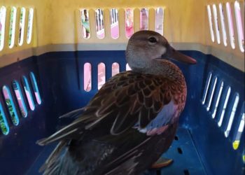 LA FUNDACIÓN DE PARQUES Y MUSEOS DE COZUMEL RESCATÓ A 55 ANIMALES  EN EL 2020