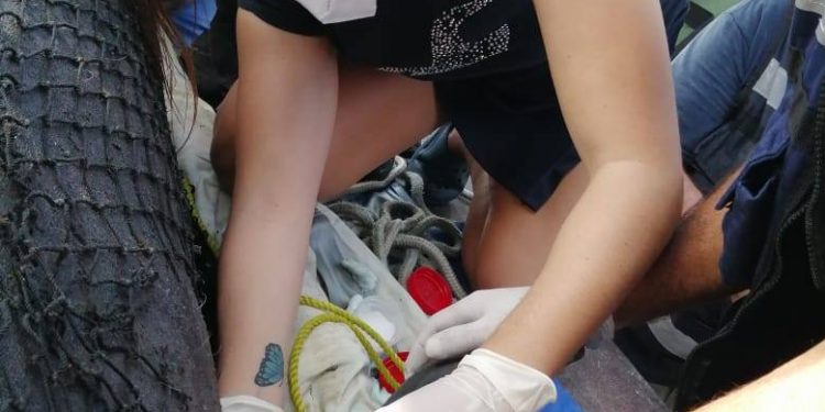 MIEMBROS DE LA AMHMAR Y VOLUNTARIOS COORDINAN ACCIONES EN APOYO DE UN MANATÍ