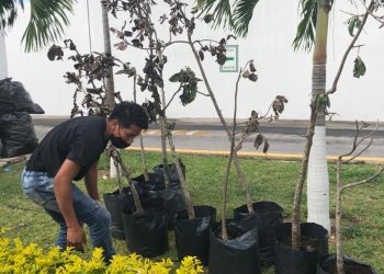 “MOVIMIENTO 7:11 CONMEMORA SUS 150 DÍAS SEMBRANDO ÁRBOLES”