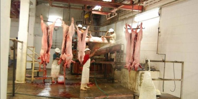 CERDOS PARA CONSUMO HUMANO EN CHETUMAL PRESENTAN ENFERMEDAD PULMONAR DESCONOCIDA