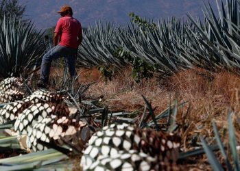 EL TEQUILA ROMPE MARCAS DE PRODUCCIÓN Y EXPORTACIÓN EN 2020