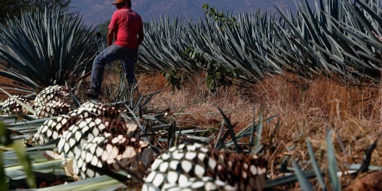 EL TEQUILA ROMPE MARCAS DE PRODUCCIÓN Y EXPORTACIÓN EN 2020
