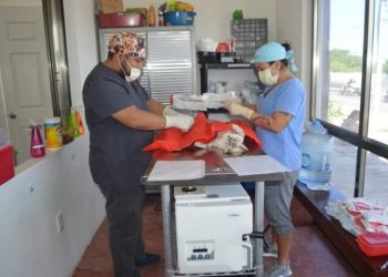 CONTINÚA PROGRAMA DE ESTERILIZACIÓN CANINA Y FELINA GRATUITA EN ISLA MUJERES