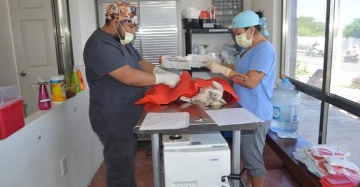CONTINÚA PROGRAMA DE ESTERILIZACIÓN CANINA Y FELINA GRATUITA EN ISLA MUJERES