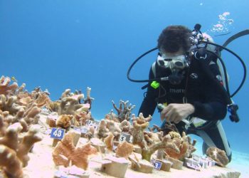 MANIPULAN ESTUDIOS PARA CONSTRUCCIÓN DEL 4TO. MUELLE DE CRUCEROS EN COZUMEL: BUZOS