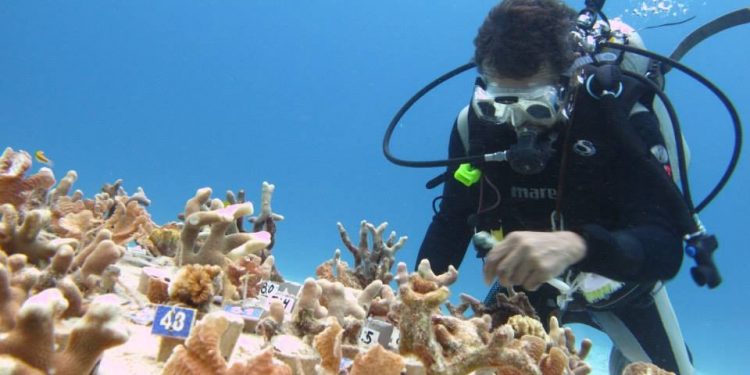 MANIPULAN ESTUDIOS PARA CONSTRUCCIÓN DEL 4TO. MUELLE DE CRUCEROS EN COZUMEL: BUZOS