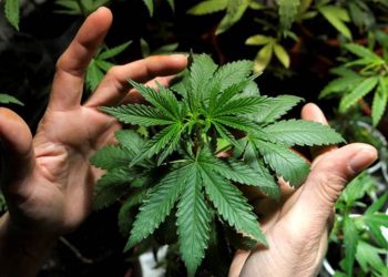 MÉXICO PUBLICA REGLAMENTO DE MARIHUANA MEDICINAL CON TRES AÑOS DE RETRASO