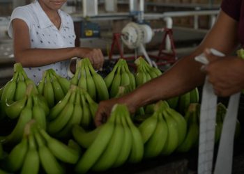 CONTINÚA EXPORTACIÓN DE PLÁTANO PESE A LA PANDEMIA EN TABASCO