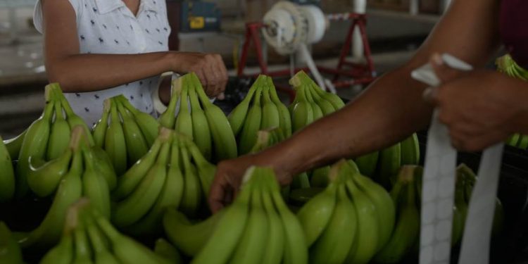 CONTINÚA EXPORTACIÓN DE PLÁTANO PESE A LA PANDEMIA EN TABASCO