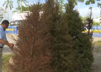 INICIA SBSCC RECICLATÓN DE PINOS NATURALES 2021