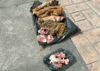 TABLAJEROS “ARROJAN” CARNE PUTREFACTA EN EL PALACIO MUNICIPAL DE OTHÓN P. BLANCO