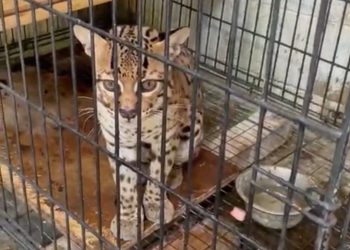 ASOCIACIONES DE ZOOLÓGICOS  PIDEN A LAS AUTORIDADES VER TOMA VIOLENTA DE INSTALACIONES DE CROCO CUN