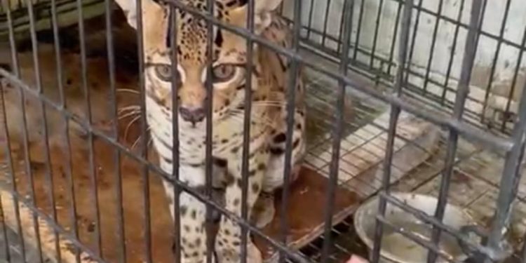 ASOCIACIONES DE ZOOLÓGICOS  PIDEN A LAS AUTORIDADES VER TOMA VIOLENTA DE INSTALACIONES DE CROCO CUN