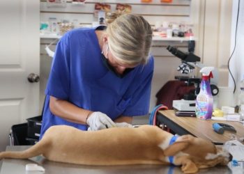 CON CITA PREVIA, CONTINÚA CAMPAÑA DE ESTERILIZACIÓN CANINA Y FELINA EN ISLA MUJERES