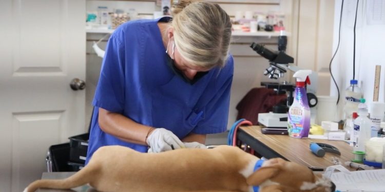 CON CITA PREVIA, CONTINÚA CAMPAÑA DE ESTERILIZACIÓN CANINA Y FELINA EN ISLA MUJERES